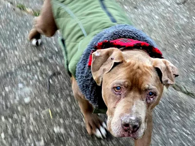 FILE - This image provided by Amanda Hergenreder shows a dog she named Biggby walking in Millington, Mich., Dec. 18, 2024. (Amanda Hergenreder via AP,File)