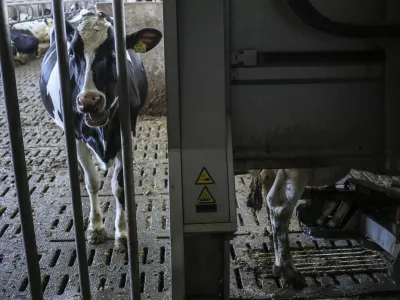 - simbolična fotografija - hlev, krave, molzna naprava za krave- 20.02.2015 - Agro Gorenjska, kmetijstvo d.o.o. &Scaron;enčur - mlado kmetijsko podjetje, ki ima vizijo, da postane največje agro-kmetijsko podjetje v Sloveniji - strojni park na poljedeljskem obratu sledi najnovej&scaron;im standardom v svetu kmetijstva - robotizirana kmetija - kmetovanje  //FOTO: Jaka Gasar / Foto: Jaka Gasar