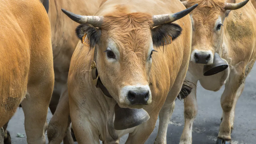 Videti je krotko, toda govedo je nepredvidljivo, biki pa &scaron;e posebej.