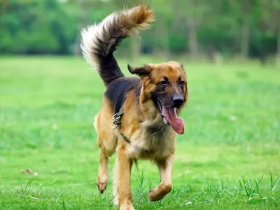 C0YJEX German Shepard running on the lawn