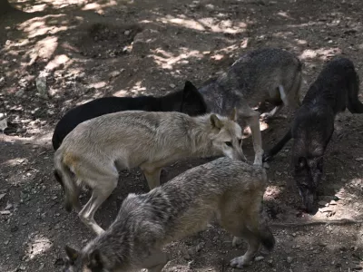 Volkovi bodo dobili novo ogrado