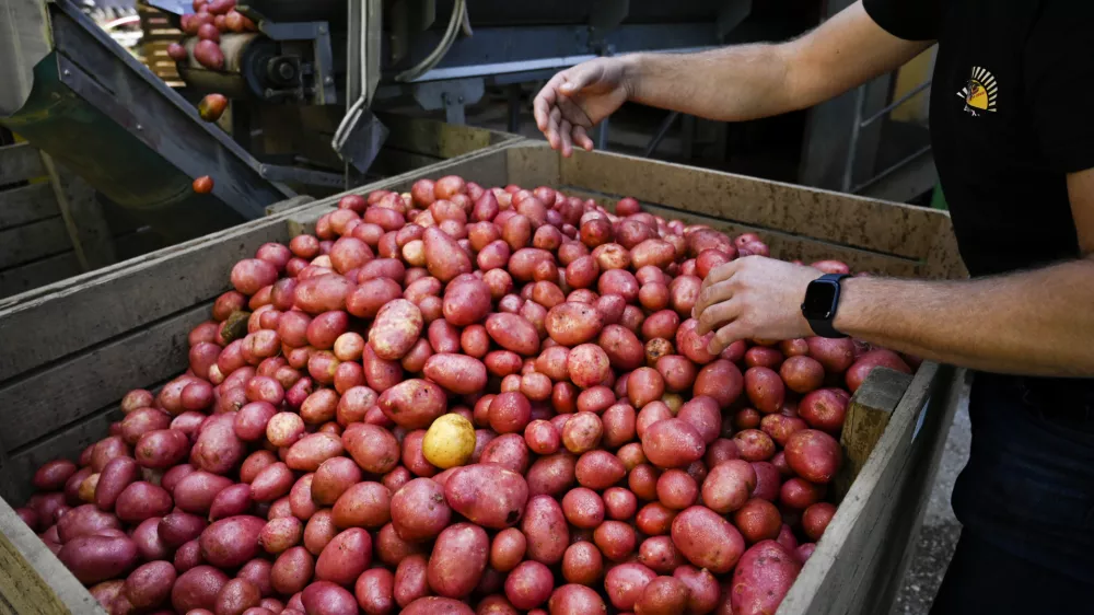 - krompir - - 03.10.2022 - Burgox proizvodnja in trgovina, Komenda &ndash; pridelava krompirja na Gorenjskem - //FOTO: Nik Erik Neubauer
