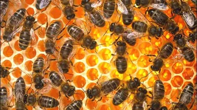 Koliko potvorjenega medu je na na&scaron;ih policah