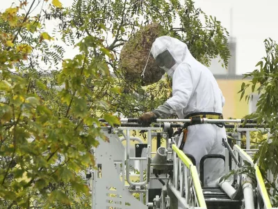 Likvidace hn&iacute;zda sr&scaron;n&iacute; asijsk&yacute;ch, 9. ř&iacute;jna 2023, Plzeň.,Image: 812328350, License: Rights-managed, Restrictions:, Model Release: no