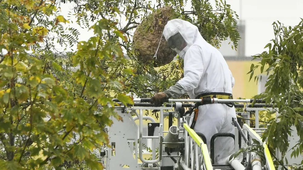 Likvidace hn&iacute;zda sr&scaron;n&iacute; asijsk&yacute;ch, 9. ř&iacute;jna 2023, Plzeň.,Image: 812328350, License: Rights-managed, Restrictions:, Model Release: no