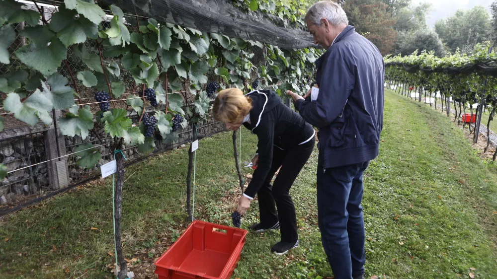 9.9.2025 - tradicionalna trgatev v grajskem vinogradu; Ljubljanski grad, grajski vinogradtrgatev, grozdje, trtaFoto: Luka Cjuha