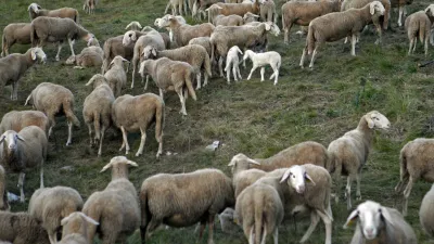 - ovčjereja in kozjereja - ovce - koze - //FOTO: Bojan Velikonja