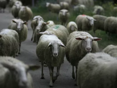 Ekolo&scaron;ka kmetija in sirarstvo Konda, sirarna, ovce, Dol - Stari trg ob Kolpi//FOTO: Luka CjuhaOPOMBA: ZA OBJAVO V PRILOGI &ndash; DNEVNIKOV OBJEKTIV - REPORTAŽA