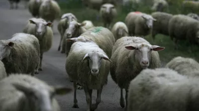 Ekološka kmetija in sirarstvo Konda, sirarna, ovce, Dol - Stari trg ob Kolpi//FOTO: Luka CjuhaOPOMBA: ZA OBJAVO V PRILOGI – DNEVNIKOV OBJEKTIV - REPORTAŽA