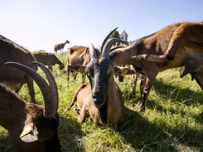 - koze- 02.06.2021 &ndash; Sveta Ana, Jezero&ndash; Kmetija Kržič &ndash; reportaža o snemanju filma režiserja Miha Čelarja: Sinovi burje, ki govori o vrnitvi kra&scaron;kega ovčarja ne mejo med človeka in volka. //FOTO. Matjaž Ru&scaron;t / Foto: Matjaž Ru&scaron;t
