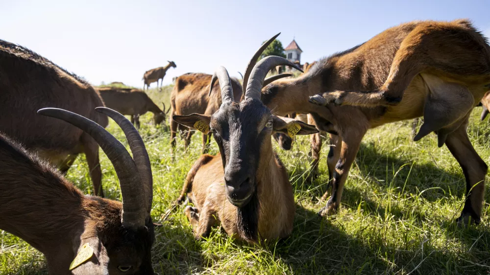 - koze- 02.06.2021 &ndash; Sveta Ana, Jezero&ndash; Kmetija Kržič &ndash; reportaža o snemanju filma režiserja Miha Čelarja: Sinovi burje, ki govori o vrnitvi kra&scaron;kega ovčarja ne mejo med človeka in volka. //FOTO. Matjaž Ru&scaron;t / Foto: Matjaž Ru&scaron;t