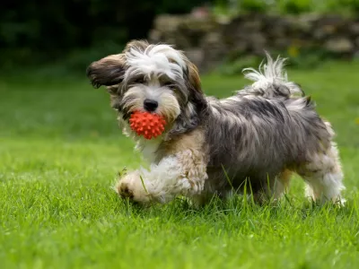 Playful havanese puppy dog walking with a red ball in his mouth in the grass and looking at camera