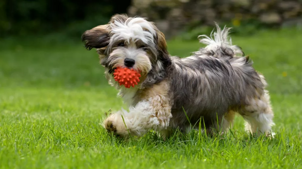 Playful havanese puppy dog walking with a red ball in his mouth in the grass and looking at camera