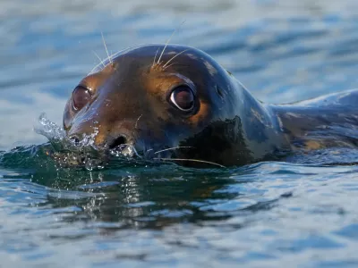 A gray seal swims, Tuesday, Sept. 30, 2025, off the coast of Brunswick, Maine. (AP Photo/Robert F. Bukaty)