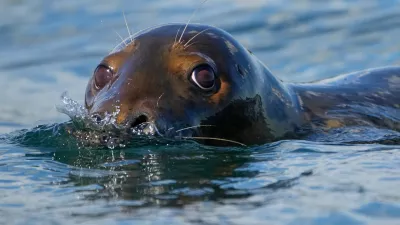 A gray seal swims, Tuesday, Sept. 30, 2025, off the coast of Brunswick, Maine. (AP Photo/Robert F. Bukaty)