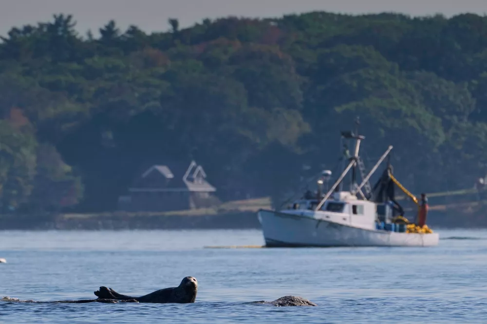  A harbor seal rests on a submerged ledge near fishermen harvesting herring, Monday, Oct. 6, 2025, off Portland, Maine. (AP Photo/Robert F. Bukaty)