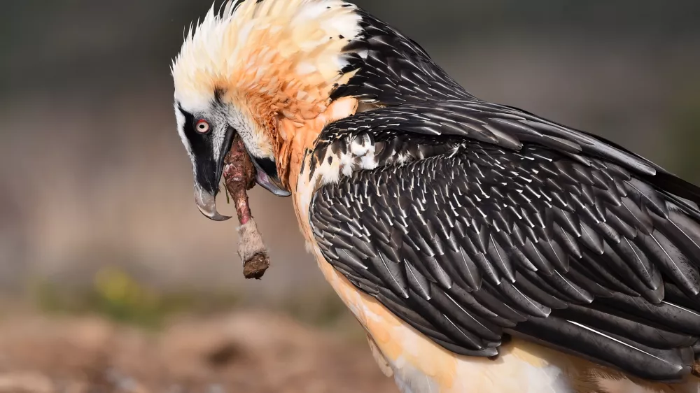 Prelepa ptica, ki pa v svoje gnezdi prina&scaron;a marsikaj zanimivega. / Foto: Istock