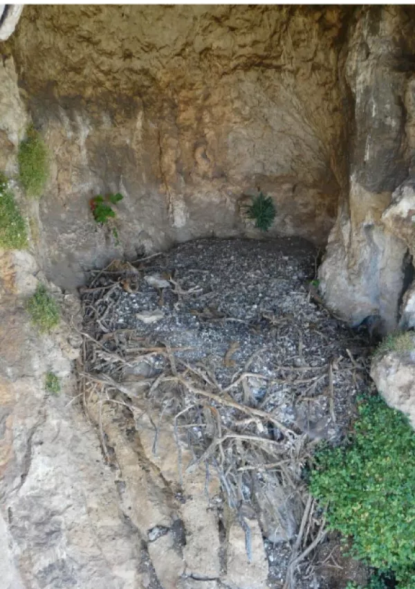 Gnezdo, kjer so na&scaron;li predmete. / Foto: Sergio Couto/margalida Et Al., Ecology, 2025