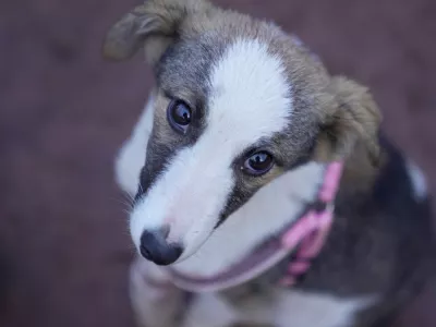 A stray dog that was abandoned on the streets rest at a shelter in Addis Ababa, Ethiopia, Sunday, Sept. 7, 2025. (AP Photo/Brian Inganga)