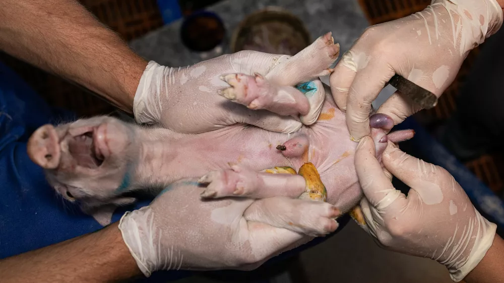 pujsek, kastracija na živo. Foto: AETP