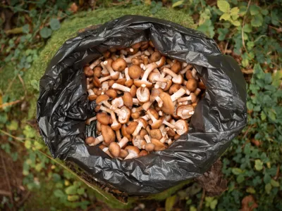 Gobe v plastični vrečki - to ni najbolj&scaron;a ideja. / Foto: Istock