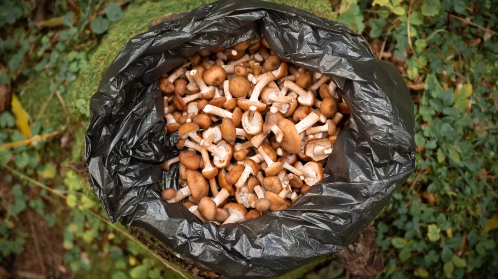 Gobe v plastični vrečki - to ni najbolj&scaron;a ideja. / Foto: Istock