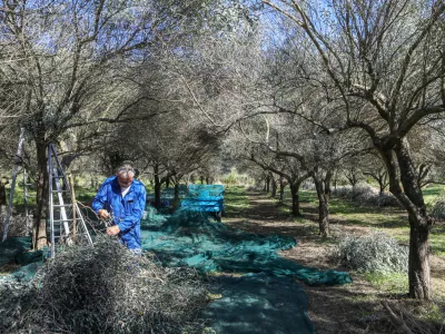 13.10.2025 - Oljke, olive, trgatev oljkjesenska reportaža Objektiv - ParecagFoto: Luka Cjuha / Foto: Luka Cjuha