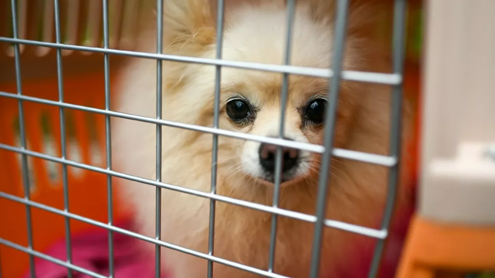 A dog sits in a carrier waiting to be transported away from a dog meat farm in Haemi, South Korea on Thursday, October 22, 2020. Some smaller dogs were bred as pets on the farm as well. Photo by /UPI,Image: 565220408, License: Rights-managed, Restrictions:, Model Release: no