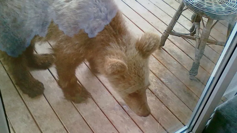Takole je medved prihlačal na balkon in iskal hrano. Zato opozorila, da zunaj ne pu&scaron;čate hrane, niso odveč. 