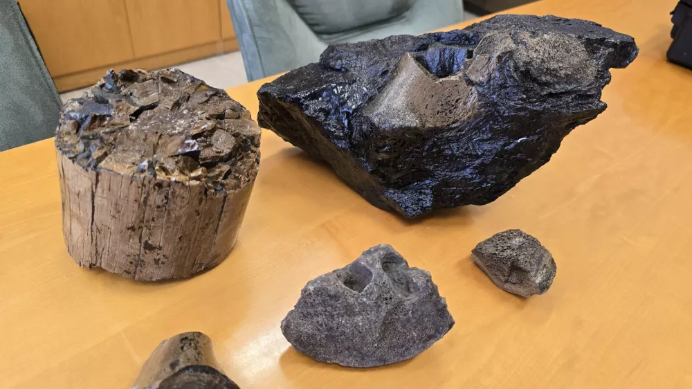 Velenje, Premogovnik Velenje.V Premogovniku Velenje nasli fosilizirane ostanke.Foto: Premogovnik Velenje