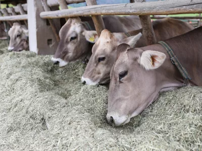 - krave molznice na pa&scaron;i - - 01.06.2022 &ndash; Trebnje - Ekolo&scaron;ka kmetija Kukenberger &ndash; Ekosirarna, ekolo&scaron;ka pridelava in predelava mleka, Gorenje Ponikve 20, //FOTO: Bojan Velikonja