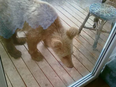 Takole je medved prihlačal na balkon in iskal hrano. Zato opozorila, da zunaj ne pu&scaron;čate hrane, niso odveč. 