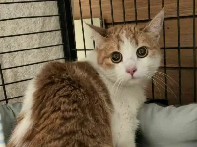 Ženska je na Prevaljah v stanovanje zaklenila mucka in &scaron;la. 