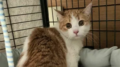 Ženska je na Prevaljah v stanovanje zaklenila mucka in šla. 