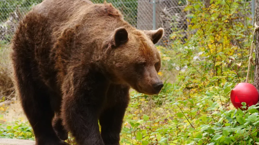 Medve Felix uživa v medvedjem rezervatu v avstrijskem Arbesbachu. Foto: FOUR PAWS 