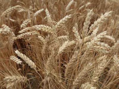 kmetijstvo, polje, p&scaron;enica. Foto: Tatjana Pihlar 