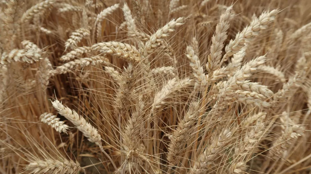 kmetijstvo, polje, p&scaron;enica. Foto: Tatjana Pihlar 