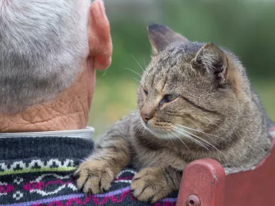 Rear view od senior man sitting on the bench in the park with tabby cat on his shoulder / Foto: Jevtic