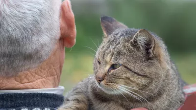 Rear view od senior man sitting on the bench in the park with tabby cat on his shoulder / Foto: Jevtic