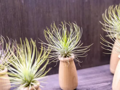 Lahko jih damo tudi v tak&scaron;ne lesene vaze. / Foto: Istock