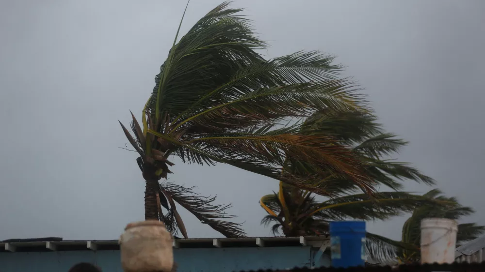 Palm trees are shaken by the wind, ahead of Hurricane Melissa at Hellshire Beach, in the coastal town of Hellshire, Jamaica, October 26, 2025. REUTERS/Octavio Jones