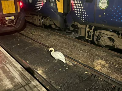 Labod na železni&scaron;ki postaji v Glasgowu