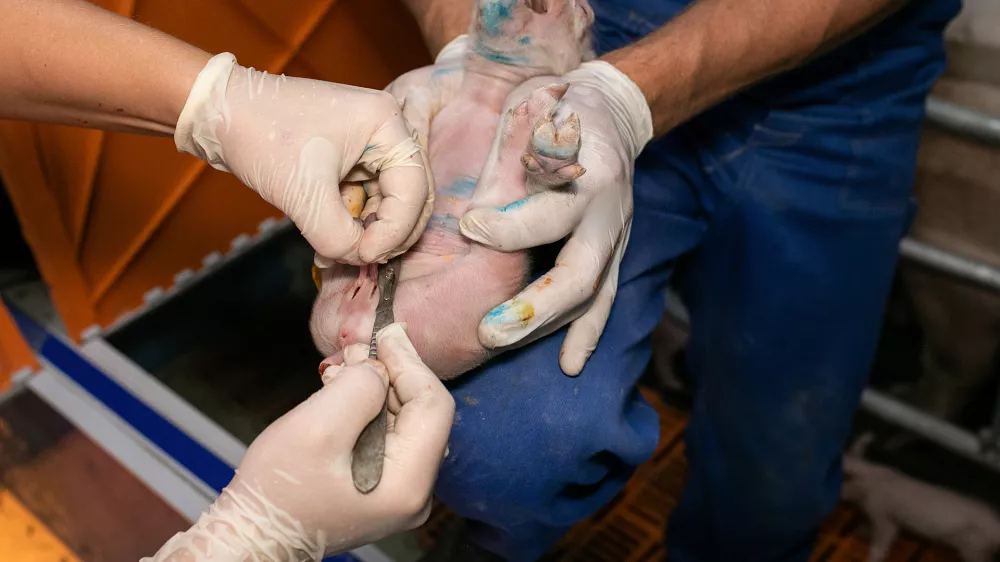 Kastriranje pujskov na živo. Foto: dru&scaron;tvo AETP