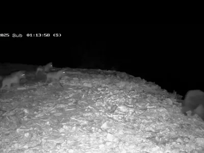 Obračun med medvedom in volkovi. Vir: IG, zajem zaslona