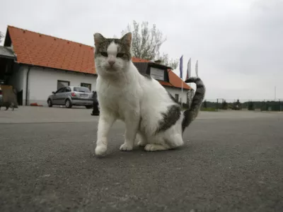 Zaveti&scaron;če za zapu&scaron;čene živali Gmajnice 30, azil za živali namenjen začasni namestitvi zapu&scaron;čenih živali psov in mačk //FOTO: Luka CjuhaOPOMBA: ZA OBJAVO V ČASOPISU DNEVNIK
