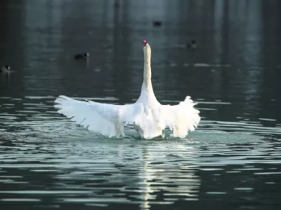 - Labodi - velike vodne ptice selivke - labod//FOTO: Jaka GasarOPOMBA: ZA OBJAVO V PRILOGI - DNEVNIKOV OBJEKTIV - REPORTAŽA 2013