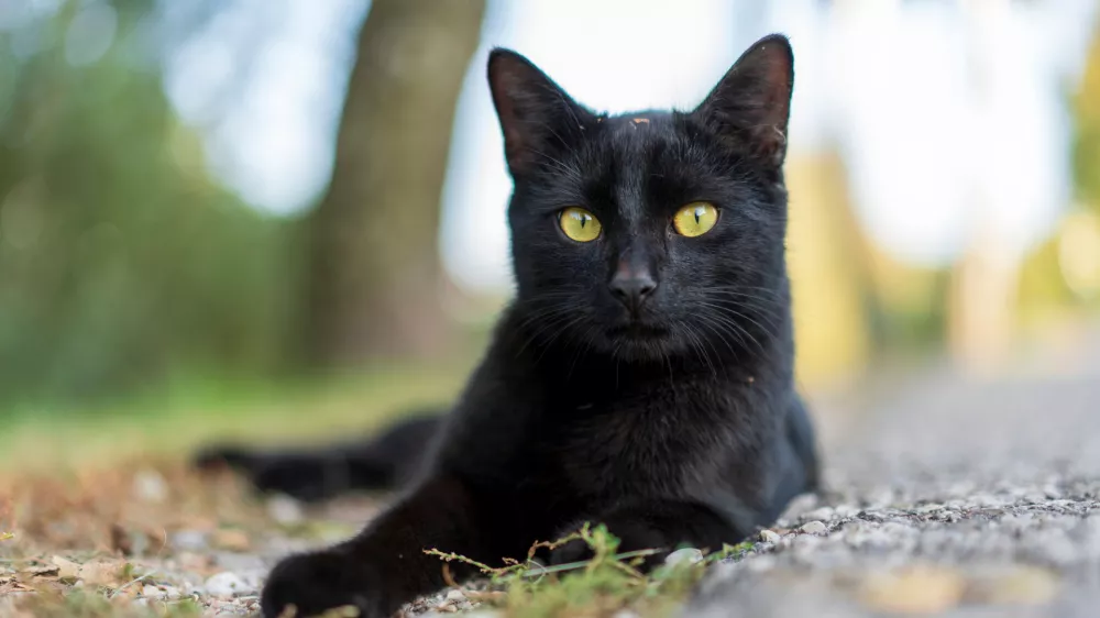 A Close-up shot of a black cat with yellow eyes lying on the ground in a natural outdoor setting / Foto: Wirestock