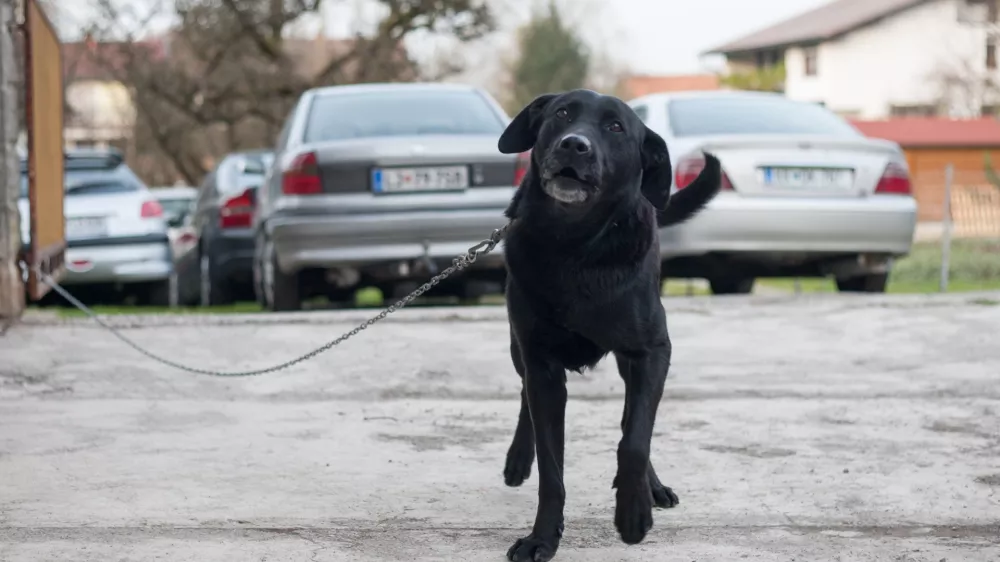 - 17.11.2015 - simbolična fotografija - pes na verigi - vrvica -   //FOTO: Maja Marko