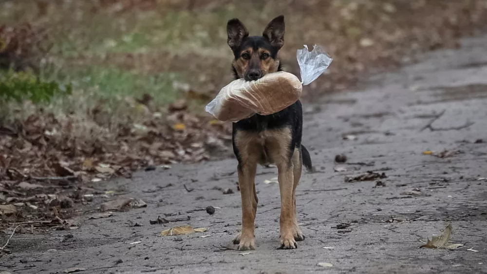 A stray dog ​​holds a plastic bag with bread in its teeth in the frontline town of Kostiantynivka, amid Russia's attack on Ukraine, in Donetsk region, Ukraine November 1, 2025. REUTERS/Yan Dobronosov