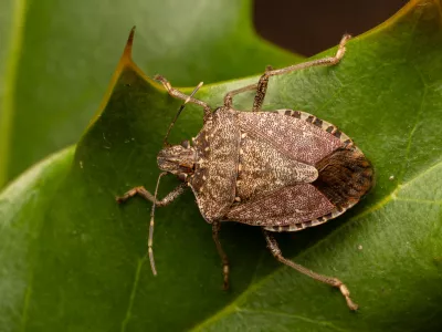 Close-up of the brown marmorated stink bug (Halyomorpha halys), an invasive insect from Asia, known to affect crops and spread rapidly in natural and urban environments. / Foto: Colombe Photographie